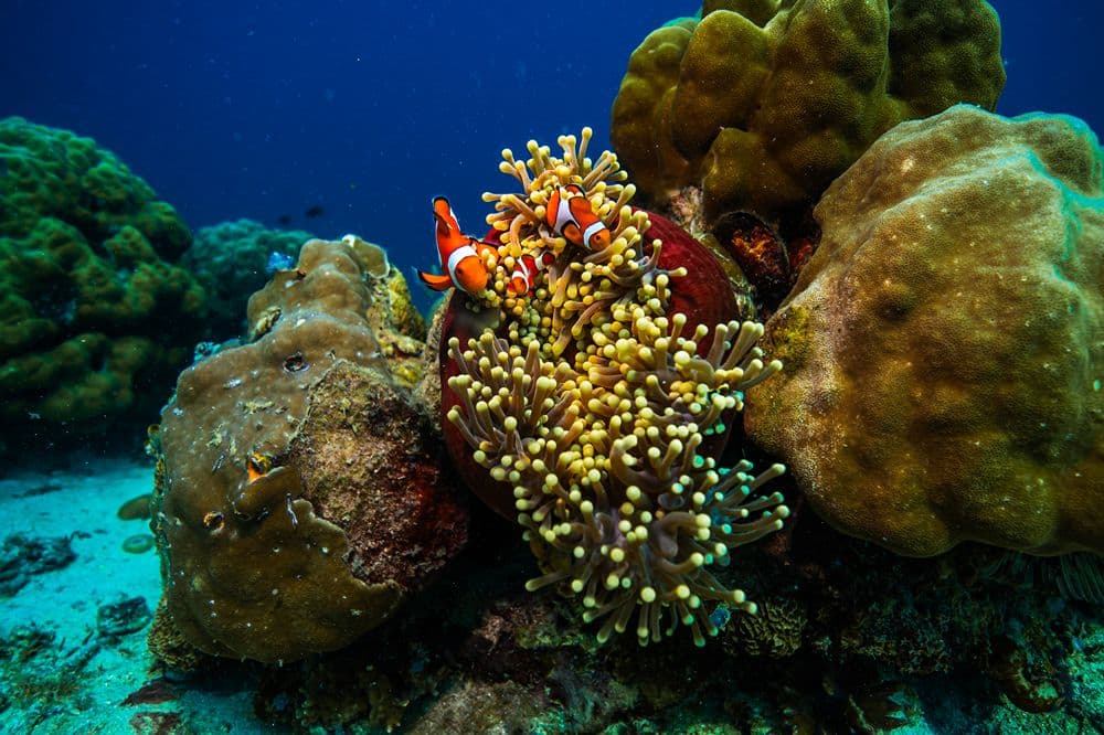 Samal image 1